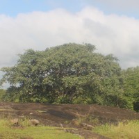 Ficus mollis Vahl